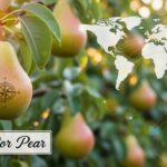 Navigator Pear: The Unique Journey of Flavor, Growth, and Global Popularity